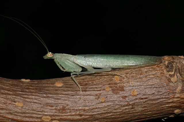 Tropidomantis tenera