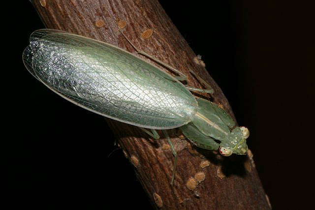 Tropidomantis tenera