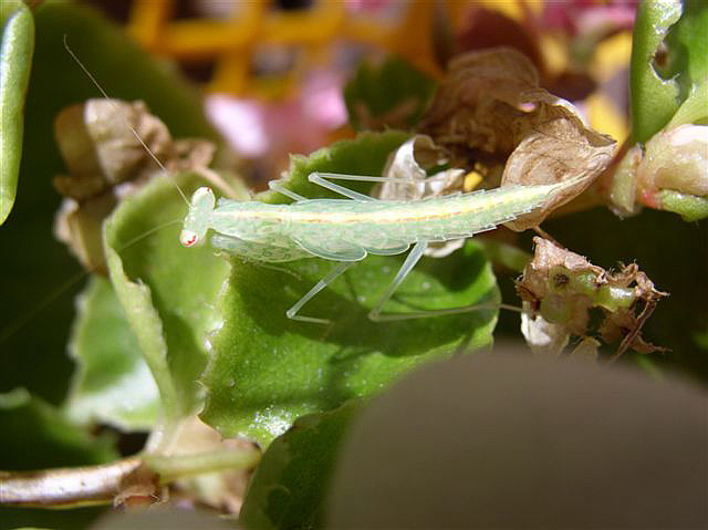 Tropidomantis tenera