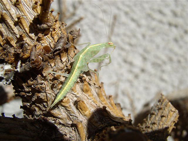 Tropidomantis tenera
