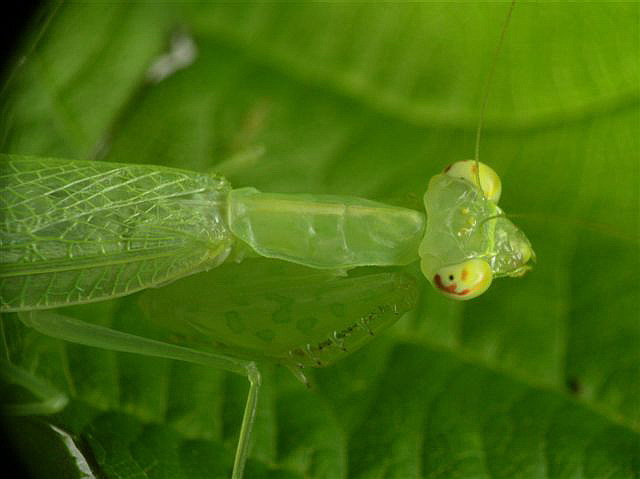 Tropidomantis tenera