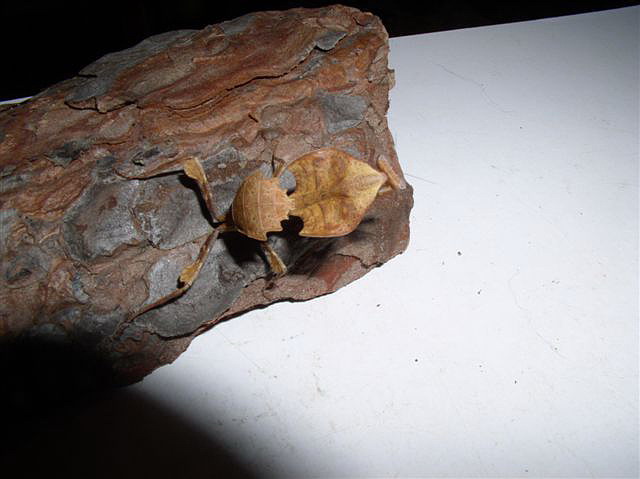 Deroplatys truncata
