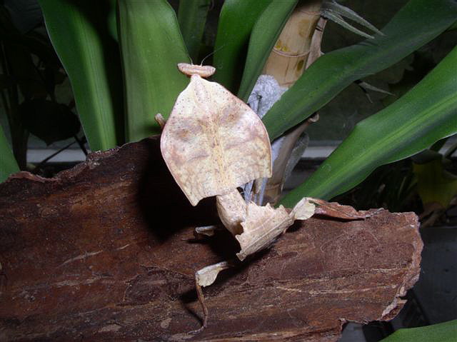 Deroplatys truncata