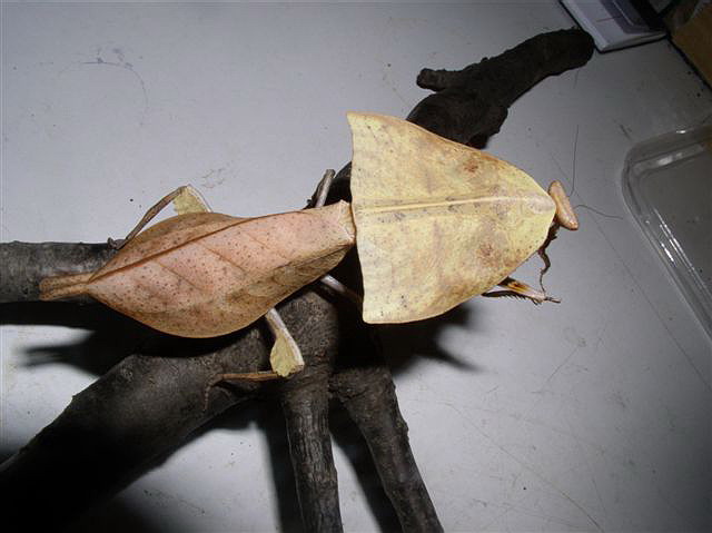 Deroplatys truncata
