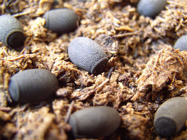 vaj��ka-Heteropteryx dilatata