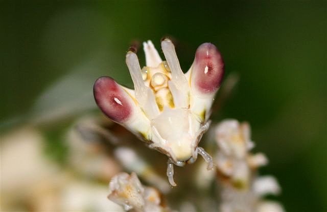 Pseudocreobotra wahlbergii