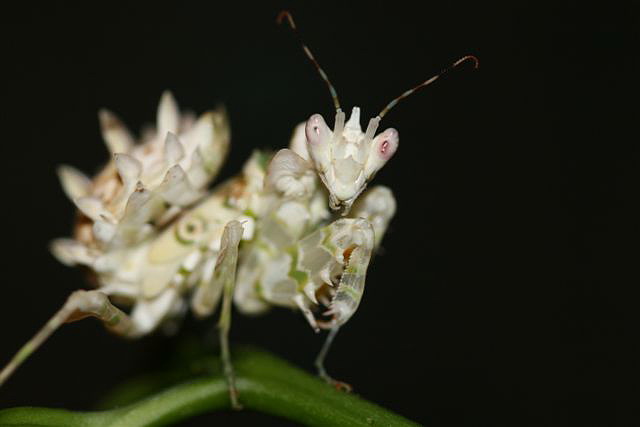 Pseudocreobotra wahlbergii