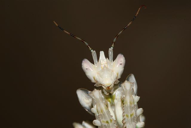Pseudocreobotra wahlbergii
