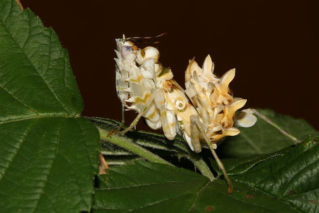 Pseudocreobotra wahlbergii