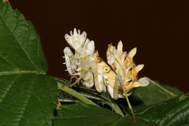 Pseudocreobotra wahlbergii