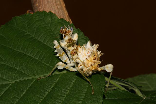 Pseudocreobotra wahlbergii