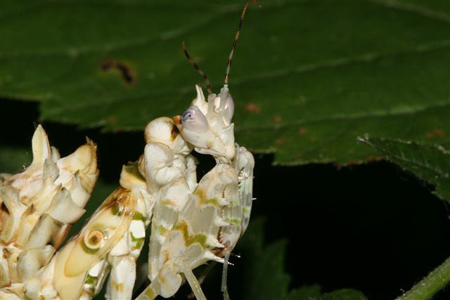 Pseudocreobotra wahlbergii