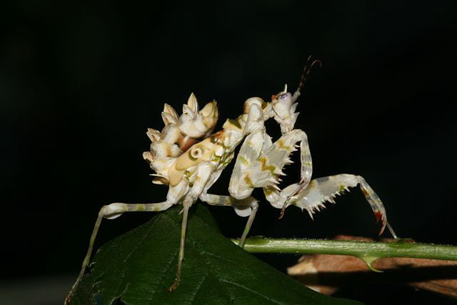 Pseudocreobotra wahlbergii