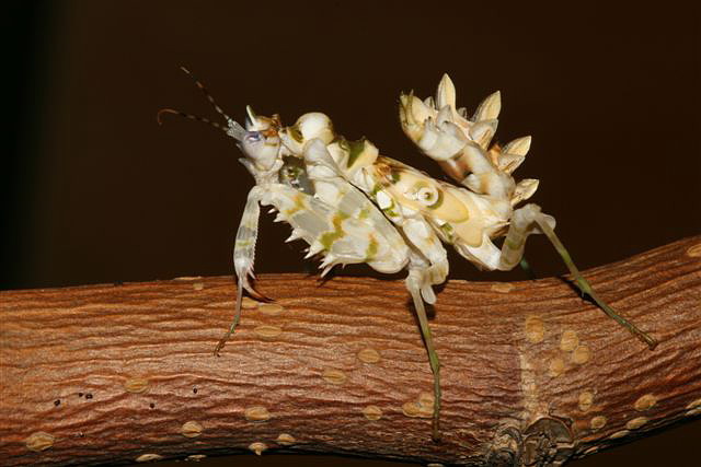 Pseudocreobotra wahlbergii