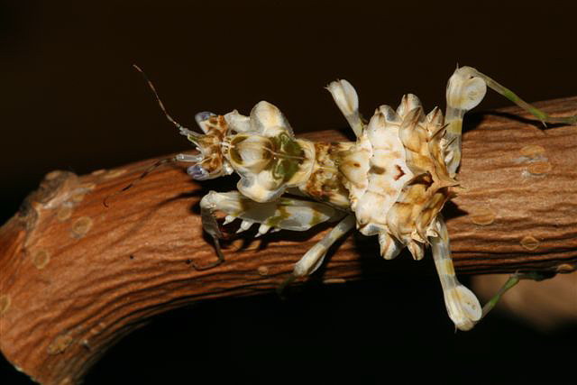 Pseudocreobotra wahlbergii