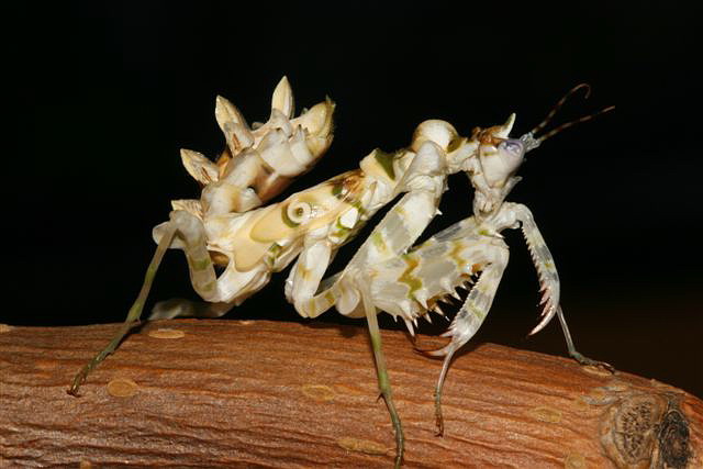 Pseudocreobotra wahlbergii