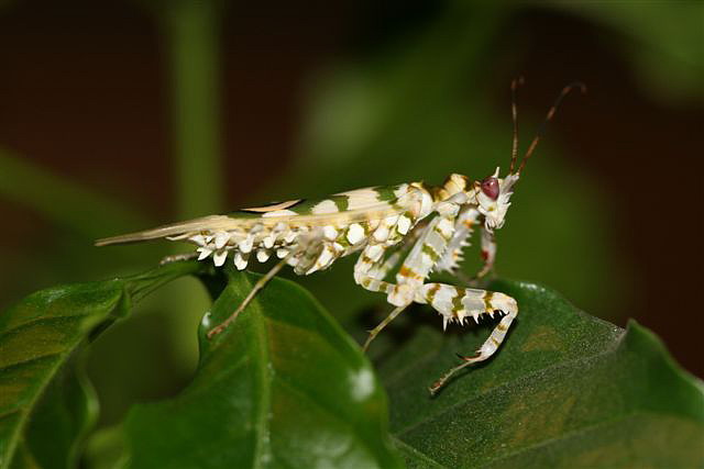 Pseudocreobotra wahlbergii