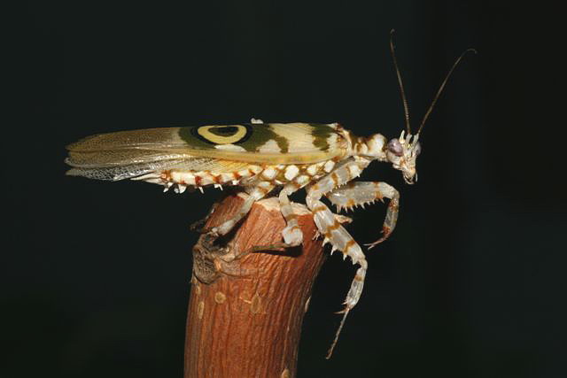 Pseudocreobotra wahlbergii