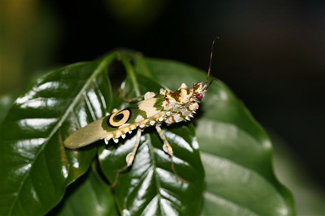 Pseudocreobotra wahlbergii