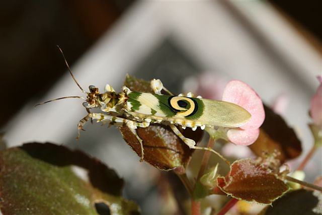 Pseudocreobotra wahlbergii