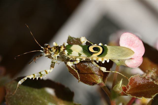 Pseudocreobotra wahlbergii