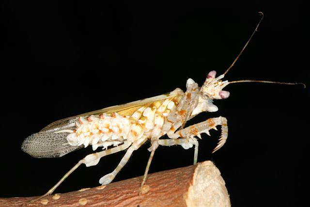 Pseudocreobotra wahlbergii