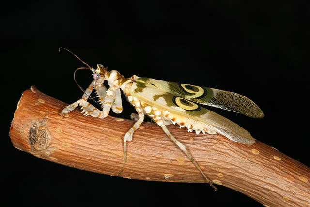 Pseudocreobotra wahlbergii