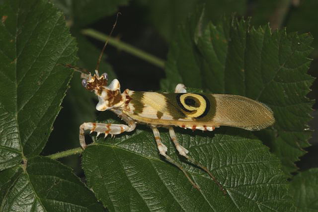 Pseudocreobotra wahlbergii