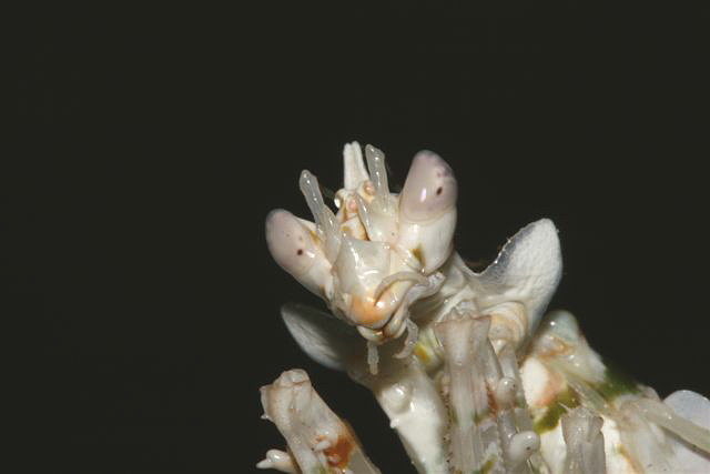 Pseudocreobotra wahlbergii