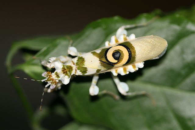 Pseudocreobotra wahlbergii