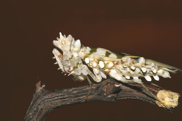 Pseudocreobotra wahlbergii