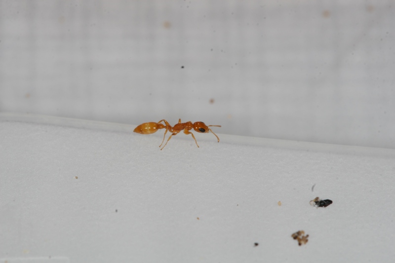 Pseudomyrmex pallidus