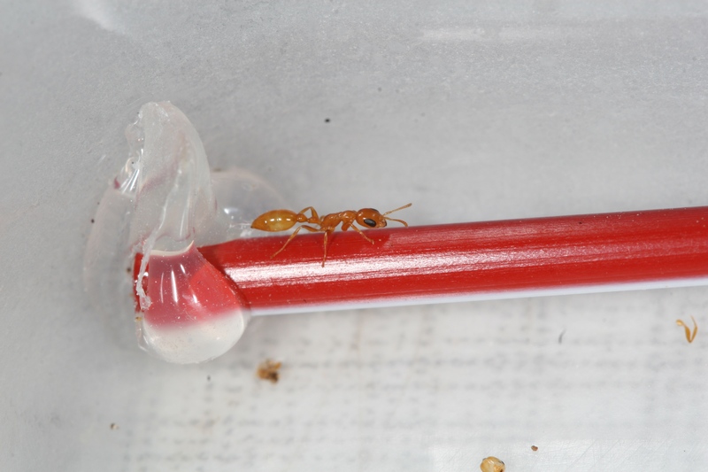 Pseudomyrmex pallidus